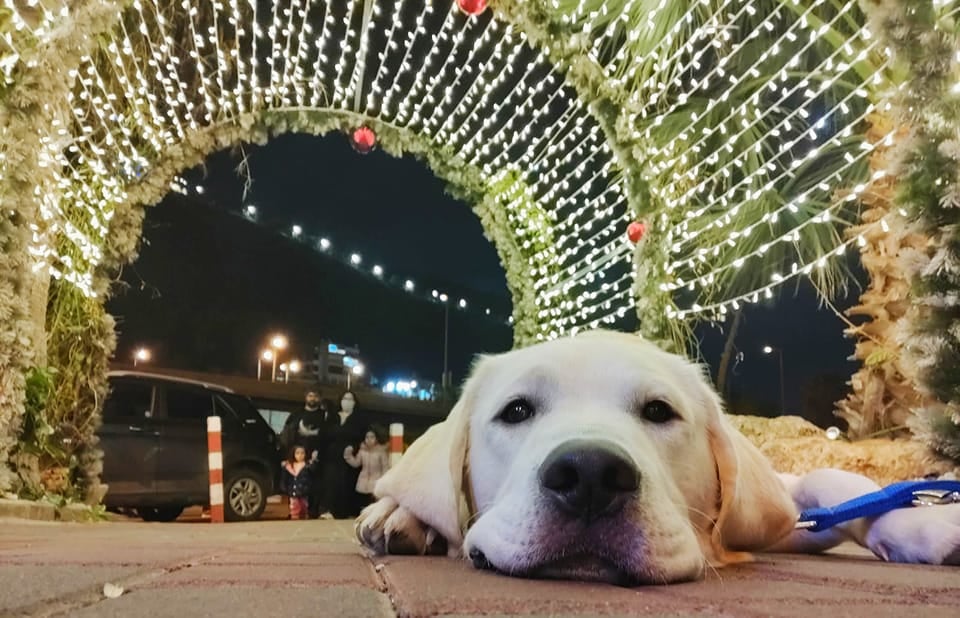 Israel Guide Dog visiting a Bar Mitzvah/