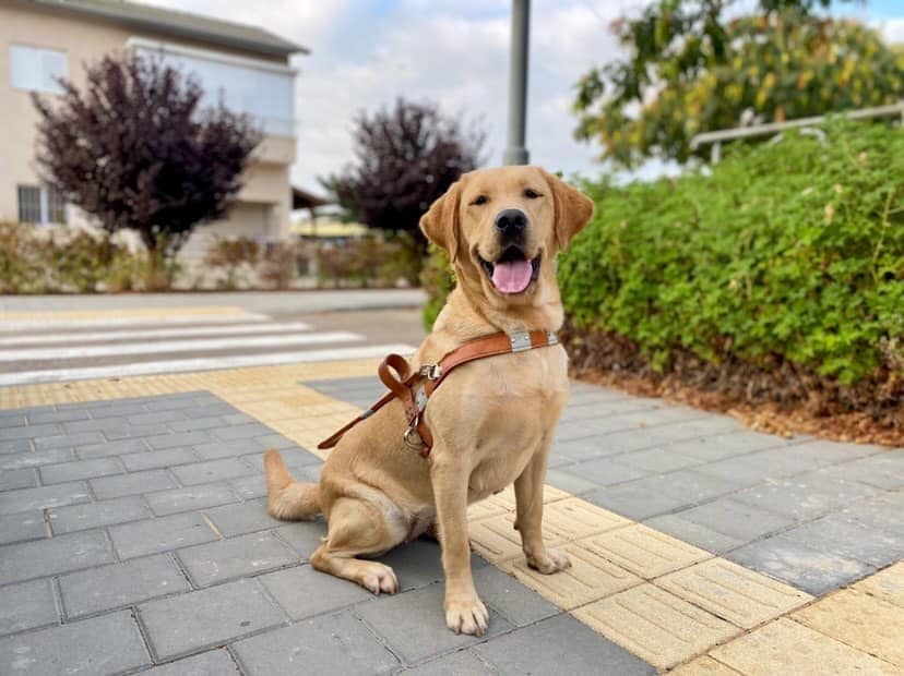 Portrait of adult Guide Dog sitting & smiling at the camera.