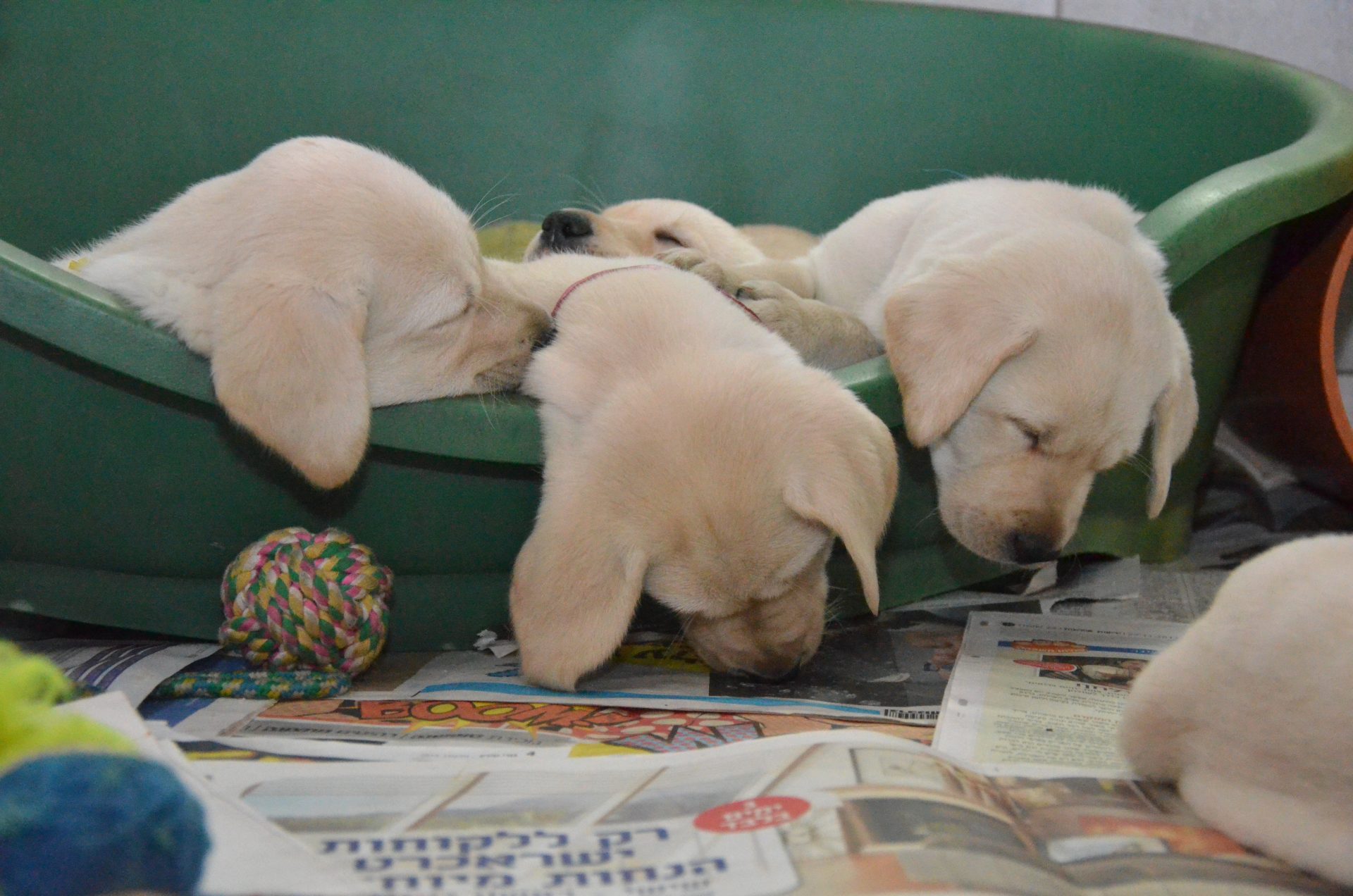 three puppies lay in a dog bed, sleeping