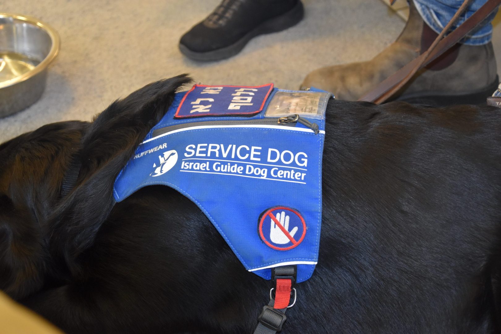 Service Dog stands in a grassy field