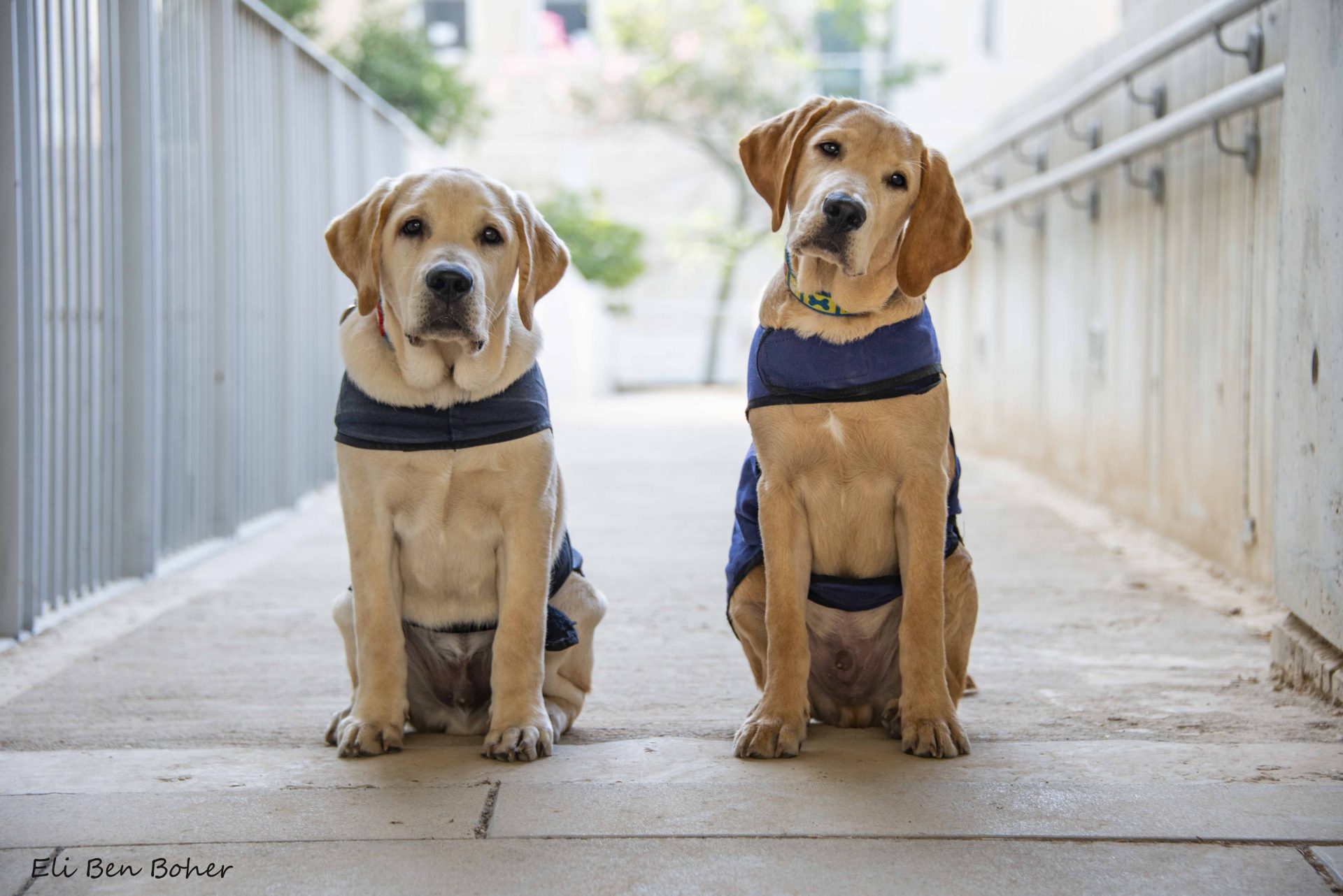 Two Israel Guide Dogs sitting looking at the camera.