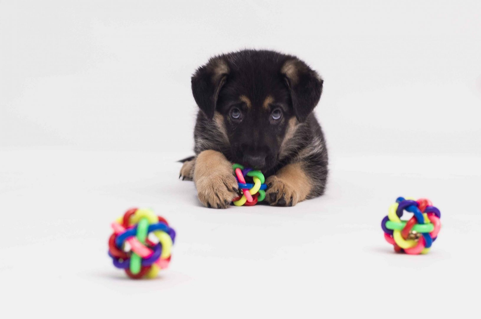 Baby Israel Guide Dog, playing with dog toys.