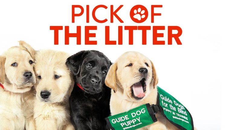 Pick of the litter promotional banner.