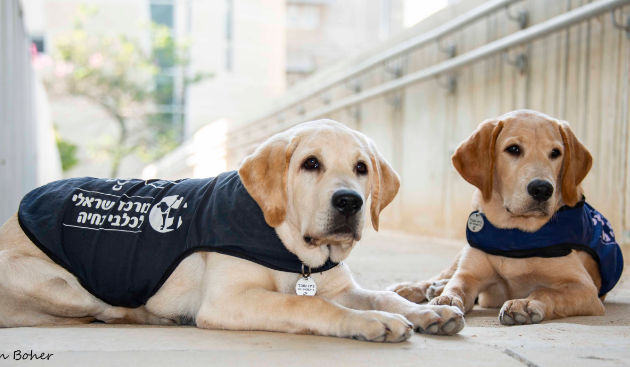 Two Israel Guide service dogs, laying down. 