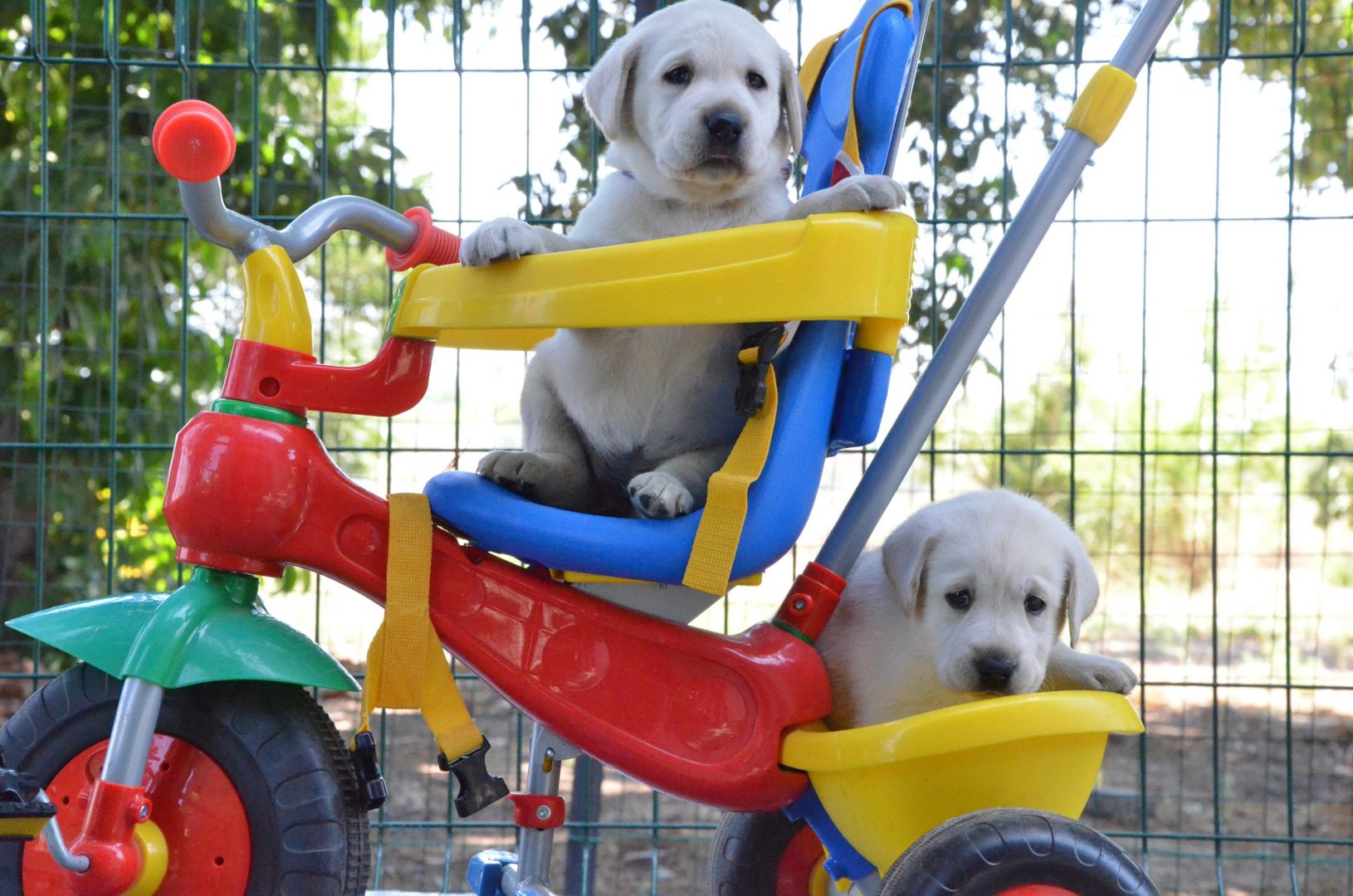 Two service dog puppies in a children's stroller.